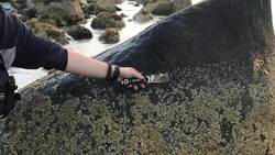 How do barnacles survive environmental changes? Instructional Video