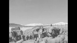 Men driving herd of sheep in Colorado in 1935 News Clip