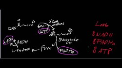 ALA Synthase Instructional Video