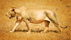 Lions: From Ancient Egypt to the Present Instructional Video