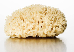 Sponges Instructional Video