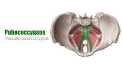 Levator ani muscle Instructional Video