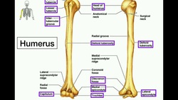 Anatomy | Specific Bony Features of the Femur & Left vs. Right Instructional Video