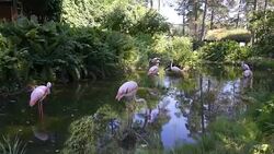 Pink flamingos at the zoo Stock Footage