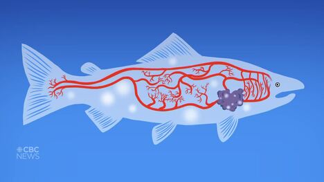 A parasite is killing chinook salmon. Here's how