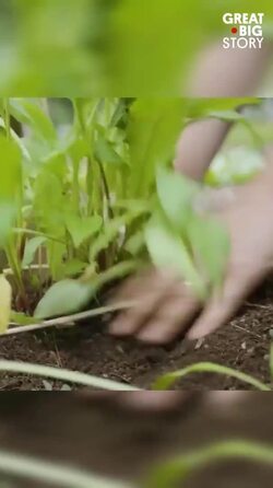 Off-grid organic farming in Minnesota’s harsh climate Instructional Video