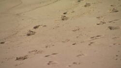 Sandy beach on the Seychelles News Clip