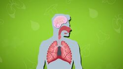 I WONDER - Does My Brain Control My Lungs? Instructional Video