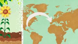 Columbian Exchange Instructional Video