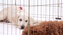 How to House-Train Your Puppy Instructional Video