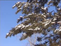 Exploring Forest Biomes: Summing Up Instructional Video