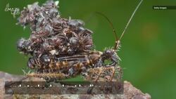 Dead Ants Used for Camouflage? This Mysterious Creature Does Just That Instructional Video