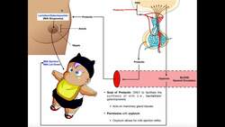 Specific Hormones | Functions of Prolactin Instructional Video