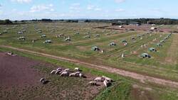 Pig farm footage as experts warn of meat shortage News Clip