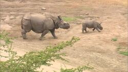 A Baby Rhino Begins the Journey of Life Instructional Video