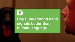 How to Train Your Dog with Hand Signals Instructional Video