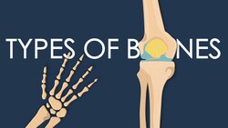 These are the types of bones in your body Instructional Video