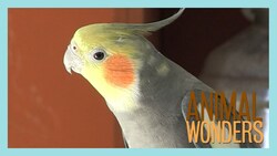 Steve the Cockatiel Instructional Video