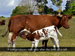 Dairy Farm Management Instructional Video