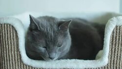Male Russian Blue Cat Resting Stock Footage