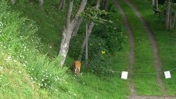 Wilderness, Unspoiled Nature And Deer At The Shiretoko National Park In Hokkaido, Japan Stock Footage