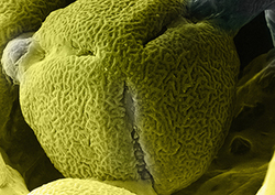 Germination - Seed Growth Instructional Video