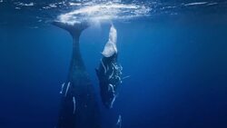 A Baby Whale's Journey through the Lifeblood of Our Blue Planet Instructional Video