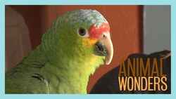 Bitten Instructional Video