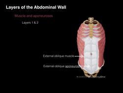 Ant Abdominal Wall Anterior view Instructional Video