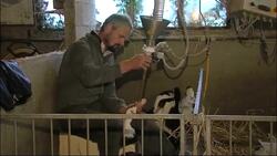 US Supreme Court bans foie gras; French accuse court of bending to vegetarian lobbyists News Clip