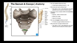 Anatomy of the Sacrum & Coccyx [+ other relevant structures] Instructional Video