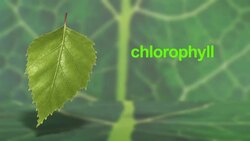 Photosynthesis Instructional Video