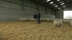 Sheep on a farm News Clip