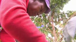 Coffee growers help reforest Mozambique's Mount Gorongosa +REPLAY+ News Clip