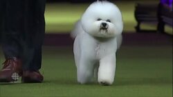 Fluffy white Bichon Frise named America's top dog News Clip