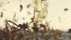 Mosquitos larva, Example in the laboratory - scientific research and development concept. Stock Footage