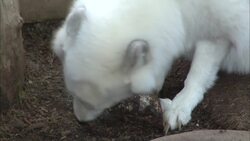 Arctic Foxes Actually Have a Longer Life Expectancy That Researchers Originally Thought Instructional Video