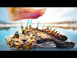 6 Deadliest Beach Creature You Must AVOID! Instructional Video