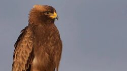 Raptors: Harriers, Eagles, Owls, and More Instructional Video