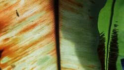 bird's nest fern Stock Footage