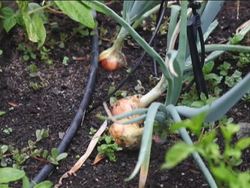 Using the Scientific Method: the Scientific Method Instructional Video