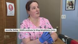 Orphaned opossums have wildlife rescue asking motorists to stay alert News Clip