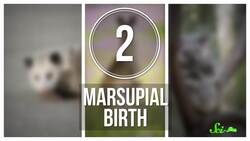 5 Times Evolution Should Have Planned Ahead Instructional Video