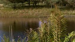 Close up of bracken with a Scottish loch in the background Stock Footage
