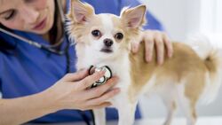 Keeping People and Animals Healthy in Our Community Instructional Video