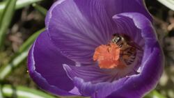 I WONDER - Can The Weather Help With Pollination? Instructional Video