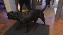 Guide Dogs for the Blind Association: Training the Most Dogs for a Life of Service Instructional Video