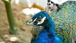 Elegant wild exotic bird with colorful artistic feathers. Close up of peacock textured plumage. Flying Indian green peafowl (Pavo cristatus) in real nature, vibrant pattern of luminous tail and wings. Stock Footage