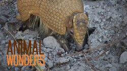 3 Banded Armadillos Instructional Video