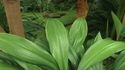 Views of Cambridge University Botanic Garden News Clip